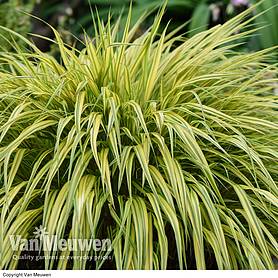Hakonechloa macra 'Aureola'