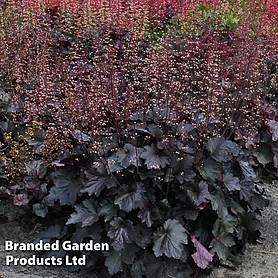 Heuchera 'Rex Black'