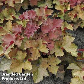 Heuchera 'Rex Dark Amber'