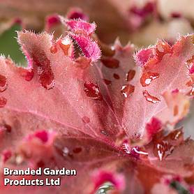 Heuchera 'Rex Red'