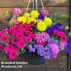 Tutti Frutti Pre-Planted Basket/ Pot