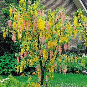 Adam's Laburnum