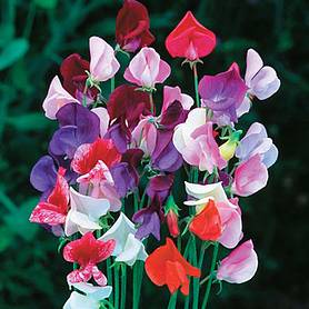 Sweet Pea 'Heirloom Mixed'