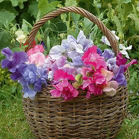 Sweet Pea 'Sweet Dreams'