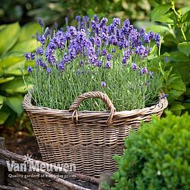 Lavender 'Munstead'