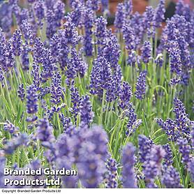 Hardy English Lavender