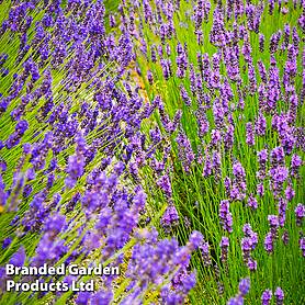 Lavender Duo