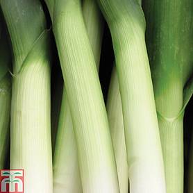 Leek 'Musselburgh'