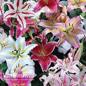 Lily 'Oriental Mixed'