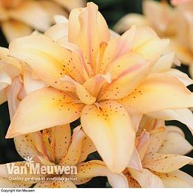 Lily 'Splendid Joy'