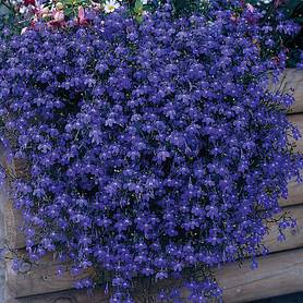 Lobelia pendula 'Monsoon'