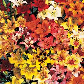 Lily 'Asiatic Mix'