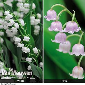 Lily of the Valley 'Duo Collection'