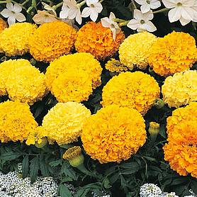 Marigold 'Sunspot Mixed'