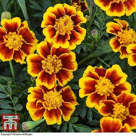 Marigold 'Single Legion of Honour'