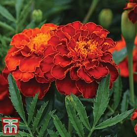 Marigold 'Scarlet Sophie'