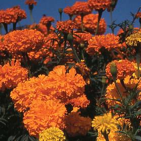 Marigold 'Crackerjack Mixed'