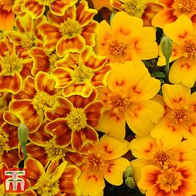 Marigold 'Starfire'
