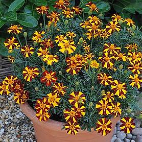 Marigold 'Mr Majestic'