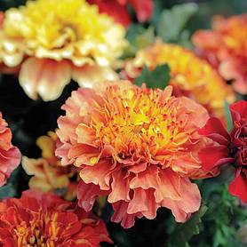 Marigold 'Strawberry Blonde'