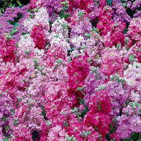 Stock 'Giant Perfection Mixed'