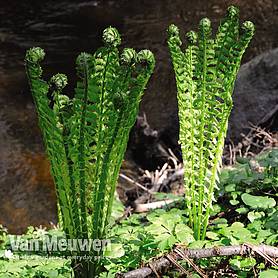 Shuttlecock Fern