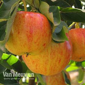 Apple 'Gala' (Mini Fruit Tree)