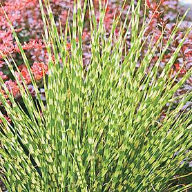 Miscanthus sinensis 'Zebrinus'