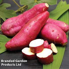 Sweet Potato 'Murasaki' (Organic)