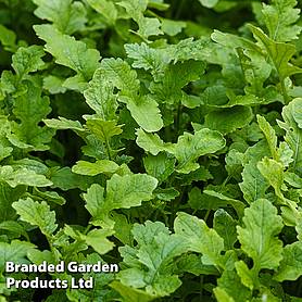 Mustard Leaves (Autumn Sowing Mix)