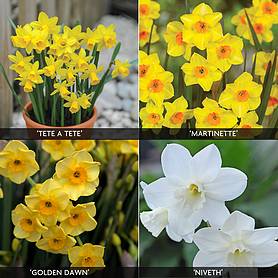 Daffodil 'Dwarf Collection'