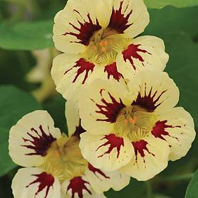 Nasturtium 'Chameleon'