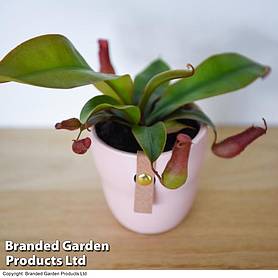 Nepenthes hybrider Blood Red 9cm Pot x 1