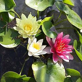 Waterlily Tricolour + Pond Basket + Black and Gold Bowl