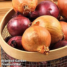 Onion Collection (Spring Heat Treated)