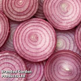 Onion 'Keravel Pink' (Spring)