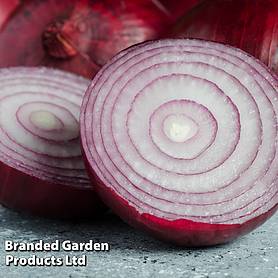 Onion 'Red Ray' (Spring Heat Treated)