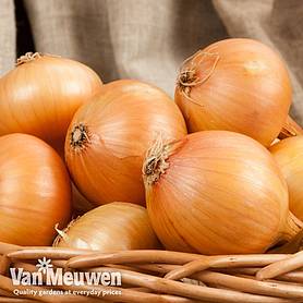 Onion (Autumn) Centurion