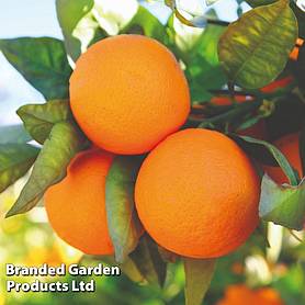 Orange 'Bigaradier'