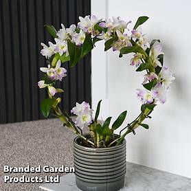 Dendrobium nobile 'White Arch'