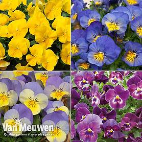 Pansy 'Coolwave Collection'