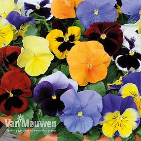Pansy 'Most Scented Mix'