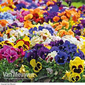 Pansy 'Matrix™ Mixed'
