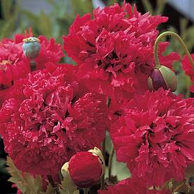 Poppy 'Red Pom Poms'