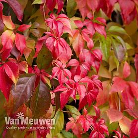 Parthenocissus quinquefolia