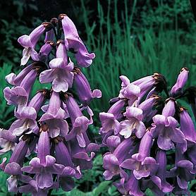 Paulownia tomentosa