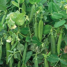 Pea 'Alderman' (Maincrop) - Heritage