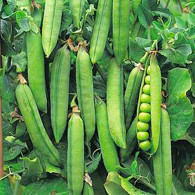 Pea 'Rondo' (Maincrop)