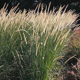 Pennisetum macrourum 'Tail Feathers'