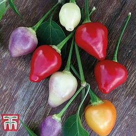 Chilli Pepper 'Spangles Twilight'